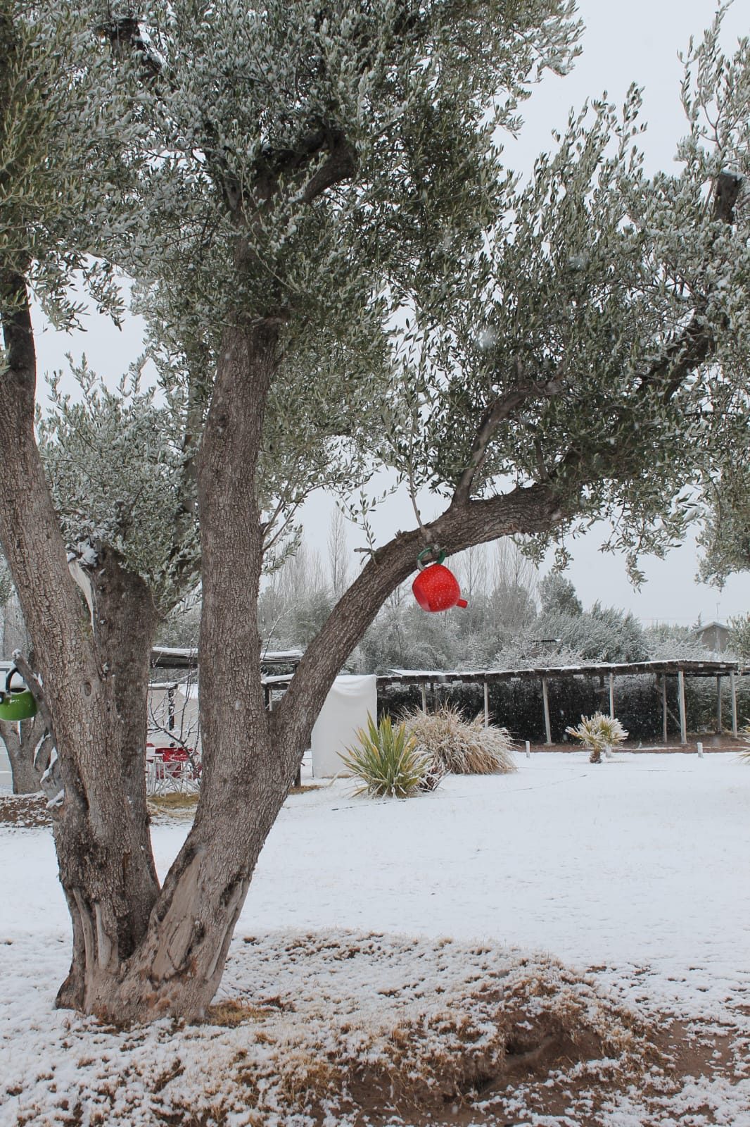 Nieve entre los olivos