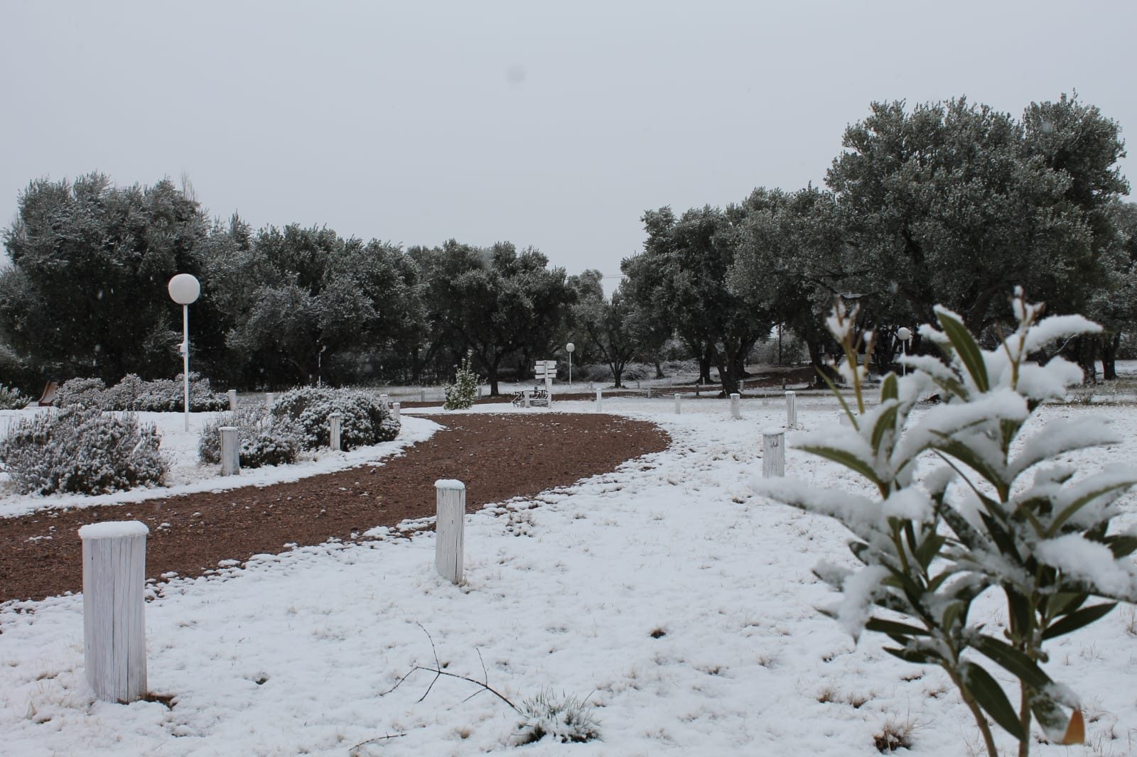 El predio nevado